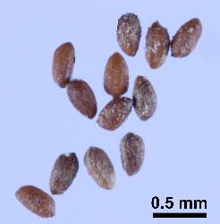 Hypericum minutiflorum seeds with longitudinal ribs weakly developed or absent.
 © Landcare Research 2010 